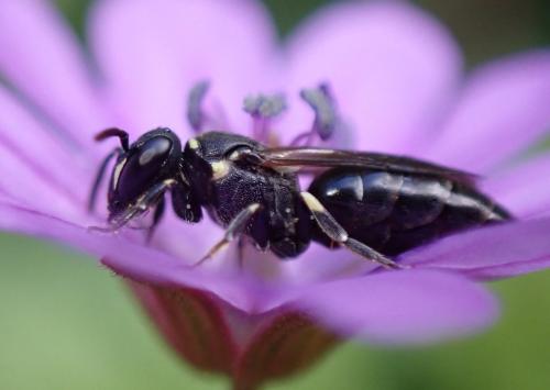 Réf. 325 937 : Hylaeus sp.